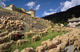 Transhumance des frères Menut, passage à Colmars les Alpes. Alpes de Haute Provence