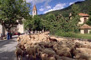 Transhumance des frères Menut, passage à Colmars les Alpes. Alpes de Haute Provence
