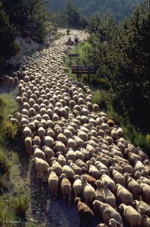 Transhumance des frères Menut. Alpes de Haute Provence