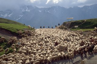 Transhumance des frères Menut, passage au col d'Allos. Alpes de Haute Provence