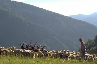 Pascal, berger au col d'Allos, rassemble son troupeau