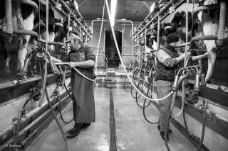 La traite des vaches à Longueville, hameau de Saint-Baudille et Pipet. Novembre 2015