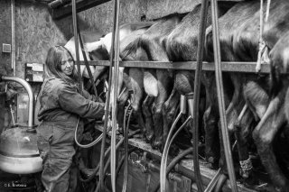 La traite des chèvres par Sophie à Saint-Sébastien. Décembre 2015