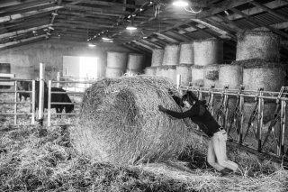 Amandine, éleveuse de vaches de race Angus à Clelles. Janvier 2016