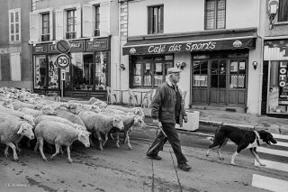 Mens. Retour de la transhumance du troupeau de la famille Plançon. Constant conduit le troupeau. Novembre 2002