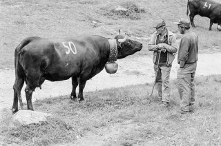 Inalpe des vaches d'Hérens sur l'alpage du col du Tronc. Valais Suisse