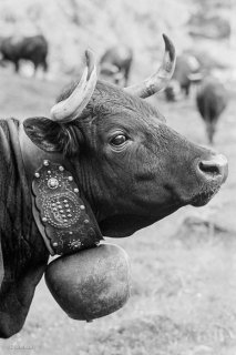 Portrait d'une vache d'Hérens sur l'alpage du col du Tronc le jour de l'Inalpe. Valais, Suisse