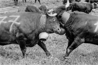 Luttes des vaches d'Hérens le jour de l'Inalpe à Verbier. Valais Suisse