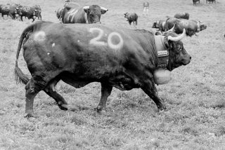 Inalpe des vaches d'Hérens sur l'alpage des Grands Plans à Verbier. Valais Suisse