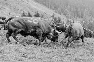 Lutte des vaches d'Hérens au cours de l'Inalpe sur l'alpage des Grands Plans à Verbier. Valais Suisse