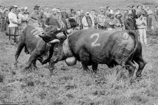 Lutte des vaches d'Hérens au cours de l'Inalpe sur l'alpage des Grands Plans à Verbier. Valais Suisse