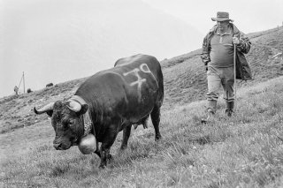 L'inalpe à Verbier sur l'alpage des Grands Plans. Valais, Suisse