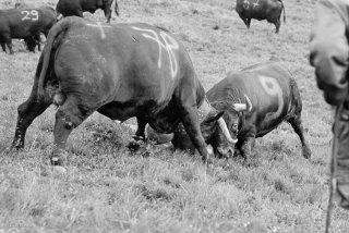 Lutte des vaches d'Hérens au cours de l'Inalpe sur l'alpage de la Forclaz dans le Val d'Hérens. Valais Suisse