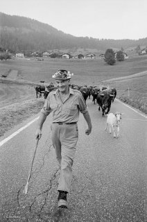 Jour de Désalpe de l'alpage du Tronc au dessus de Martigny. Valais, Suisse