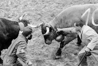 Combat des reines des vaches d'Hérens dans les arènes romaines à Martigny. Valais Suisse