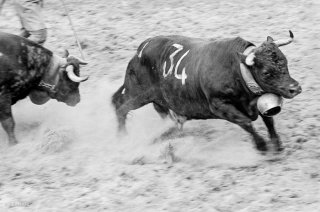 Combat des reines des vaches d'Hérens dans les arènes romaines à Martigny. Valais Suisse