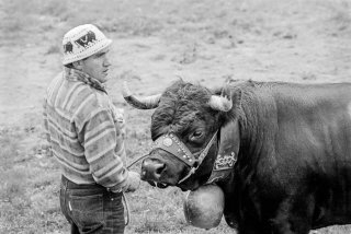 Combat des reines des vaches d'Hérens dans les arènes romaines à Martigny. Valais Suisse