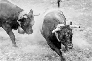 Combat des reines des vaches d'Hérens dans les arènes romaines à Martigny. Valais Suisse