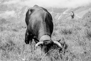 Inalpe des vaches d'Hérens sur l'alpage de la Forclaz dans le Val d'Hérens. Valais Suisse