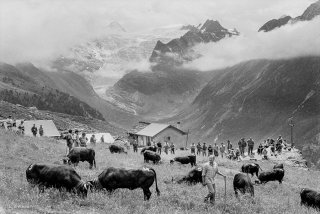 Inalpe des vaches d'Hérens sur l'alpage de la Forclaz dans le Val d'Hérens. Valais Suisse