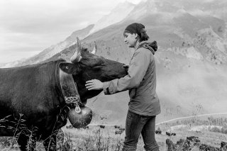 Une éleveuse rend visite à sa vache au cours de l'été sur l'alpage de la Léchère dans le Val Ferret. Valais, Suisse