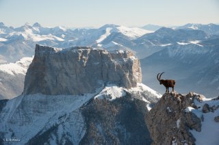 Bouquetin mâle devant le Mont-Aiguille