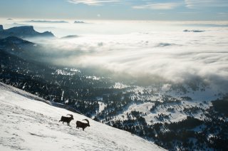Bouquetins mâles sur les hauts plateaux du Vercors
