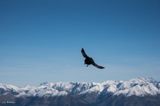 Chocard à bec jaune au sommet du Grand Veymont