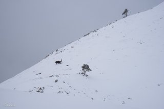 Bouquetin au Grand Veymont