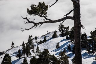 Bouquetin sur les Rochers du Parquet