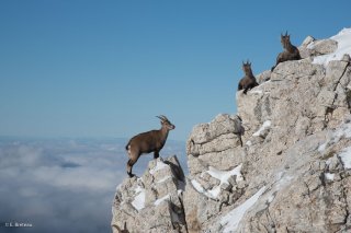 Etagne et jeunes bouquetins au Grand Veymont. Réserve naturelle des hauts plateaux du Vercors. Isère