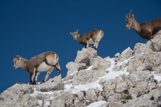 Etagne et jeunes bouquetins au Grand Veymont. Réserve naturelle des hauts plateaux du Vercors. Isère