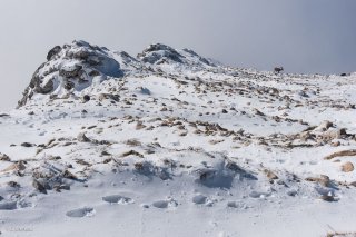 Un bouquetin mâle sur le Grand Veymont. Réserve naturelle des hauts plateaux du Vercors. Isère