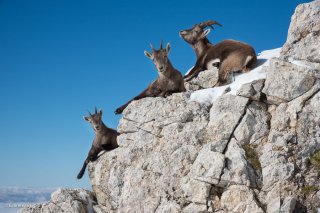 Etagne et jeunes bouquetins. Réserve naturelle des hauts plateaux du Vercors. Isère