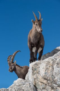 Bouquetin mâle et femelle (étagne) au Grand Veymont. Réserve naturelle des hauts plateaux du Vercors.