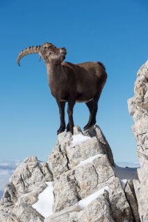 Bouquetin mâle. Réserve naturelle des hauts plateaux du Vercors.