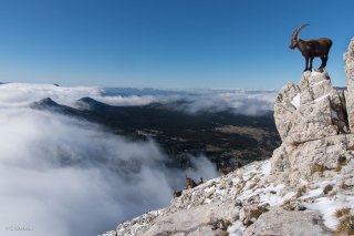 Bouquetin mâle sur les hauts-plateaux du Vercors. Isère