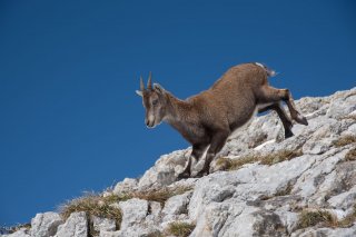 Etagne (bouqetin femelle). Réserve naturelle des hauts plateaux du Vercors.