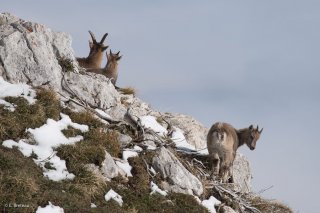 Etagne et jeunes bouquetins. Réserve naturelle des hauts plateaux du Vercors. Isère