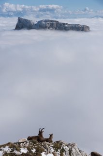 Etagne (bouquetin femelle) et jeune bouquetin devant le mont Aiguille. Réserve naturelle des hauts plateaux du Vercors.