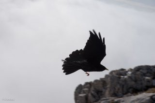 Chocard, atterrissage sur les hauts plateaux du Vercors. Isère