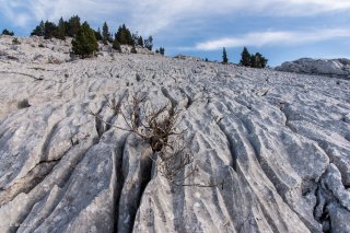 Lapiaz (érosion du calcaire) sur les hauts plateaux du Vercors. Isère