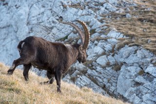 Bouquetin mâle sur les hauts plateaux du Vercors. Isère