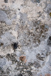 Scarabée sur roche calcaire