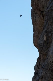 Chocard le long de la falaise des Deux Soeurs