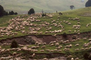 Arrivée du troupeau transhumant vers la bergerie de Chamousset