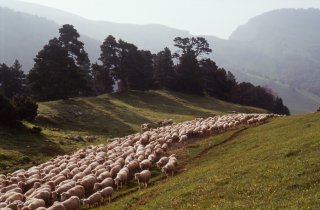 Arrivée du troupeau transhumant au Vallon de Combau