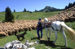 Arrivée du troupeau transhumant au Pas de Chabrinel