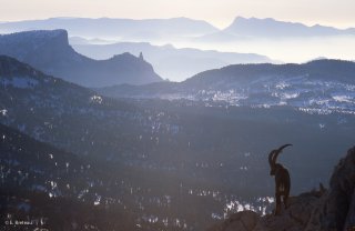 Bouquetin mâle sur les hauts-plateaux du Vercors