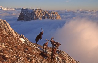 Période du rut du bouquetin. Combats entre mâles devant le Mont-Aiguille